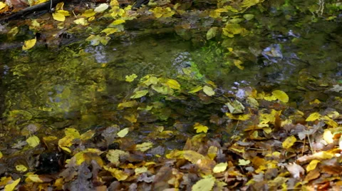 Autumn river Video stock 1090002