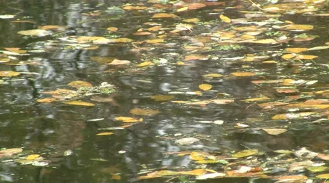 Autumn river Stock Footage 29648286