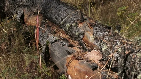 Autumn River Видео 47801336