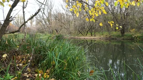 Autumn on river Stock Footage 95445585