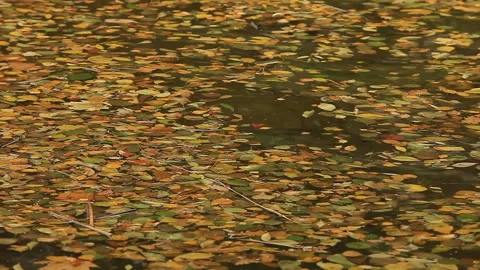 Autumn river Stock Footage 122596693