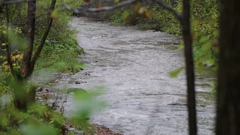 Autumn river in the forest Stock Footage 145216413