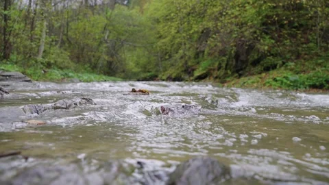 Autumn river in the forest Stock Footage 145216657
