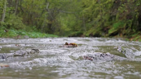 Autumn river in the forest Video stock 145216714
