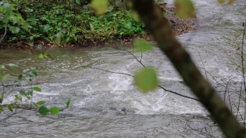 Autumn river in the forest Stock Footage 145217090