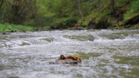 Autumn river in the forest Stock Footage 145217168