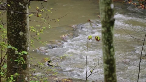 Autumn river in the forest Stock Footage 145217224