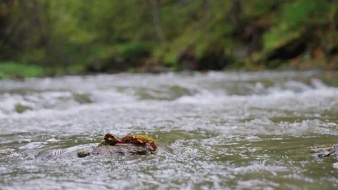 Autumn river in the forest with leafs Stock Footage 145216497