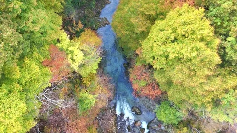 Autumn River Top Down | Clear Water and Forest - 4K Aerial Video Stock Footage 329053240