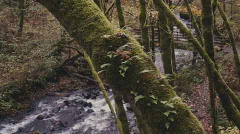 Autumn River Waterfall + Trees Stock Footage 56840097