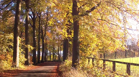 Autumn road  in Abbaye de Maredsous. Stock Footage 35155891