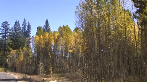 Autumn road Video stock 42784764