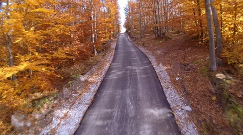 Autumn road Stock Footage 46369743