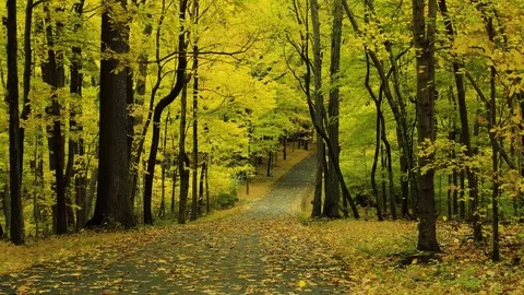 Autumn Road 스톡 동영상 91395408