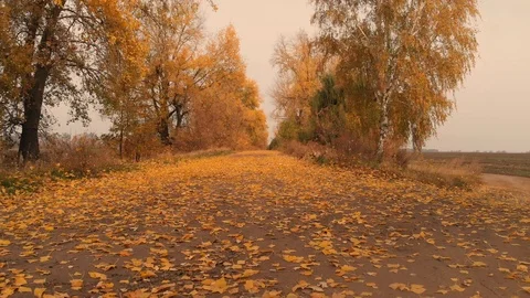 Autumn Road With Orange and Yellow Foliage Stock Footage 97843053