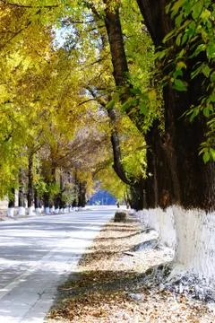Autumn road Stock Photos