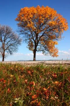 Autumn road Stock Photos