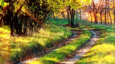 Autumn road. sun rays of sunset. Stock Footage 139333727