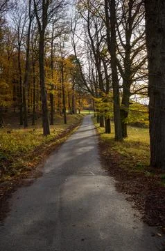 Autumn Road Through the Trees Stock Photos