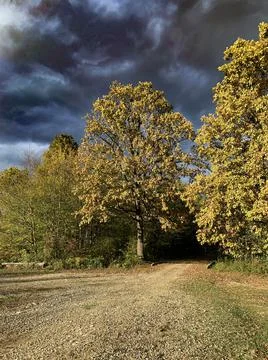 Autumn road tree Stock Photos