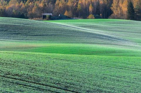 Autumn rolling hills blanketed in a patchwork of vibrant green fields  separa Stock Photos