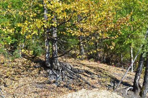 Autumn roots Foto stock