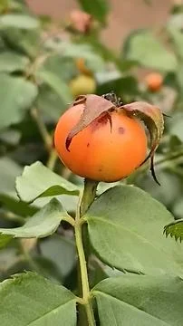 Autumn Rose Hip Stock Photos