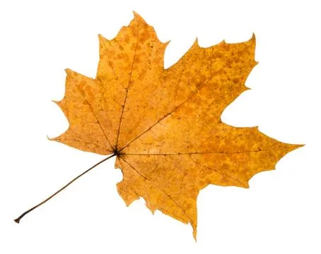 Autumn rotten leaf of maple tree isolated Stock Photos