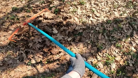 Autumn routine, a person raking dry leaves 스톡 동영상 344255053