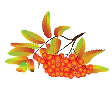 Autumn rowan berries Stock Illustration
