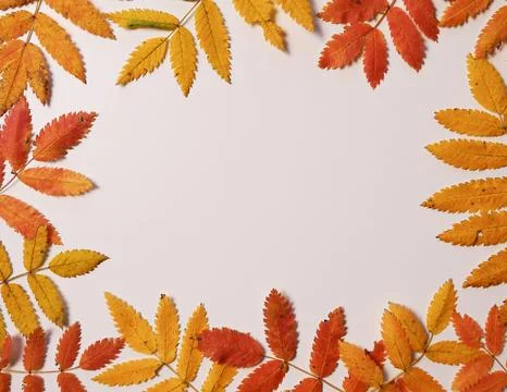 Autumn rowan leaf frame with soft shadow Stock Photos