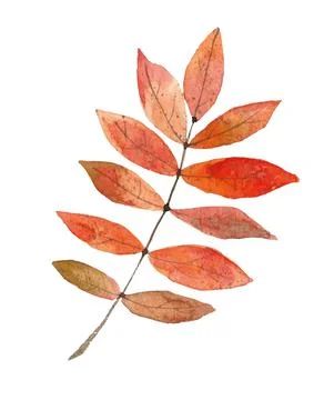 Autumn Rowan Leaf Stock Illustration