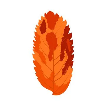 Autumn Rowan Leaf Stock Illustration