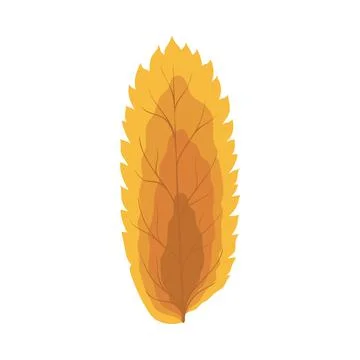 Autumn Rowan Leaf Stock Illustration