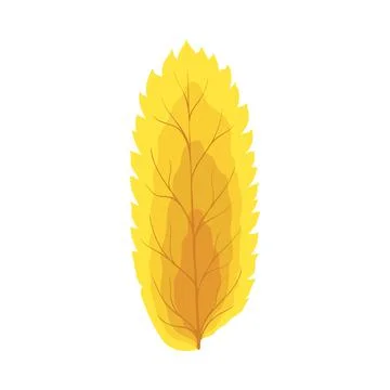 Autumn Rowan Leaf Stock Illustration