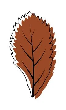 Autumn Rowan Leaf Stock Illustration