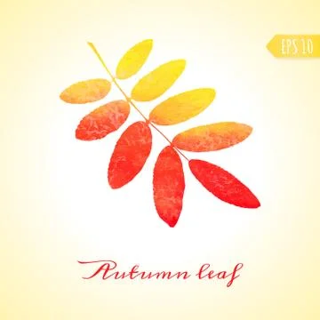 Autumn rowan leaf. Vector isolated element. Stock Illustration
