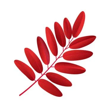 Autumn rowan leaf vector on a white background Illustrazione stock