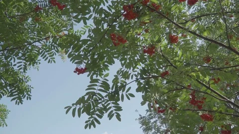 Autumn rowan tree branches in the wind Stock Footage 82260965