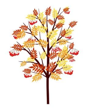 Autumn Rowan Tree Stock Illustration