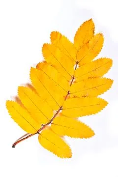Autumn rowan tree leaf isolated on white background Stock Photos