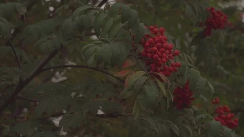 Autumn rowan tree at sunset Stock Footage 82263359