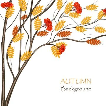 Autumn rowan tree for use in your design Stock Illustration