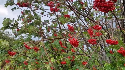 Autumn rowanberries with red berries in wind Stock Footage 293909882