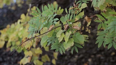 Autumn rowanberry old tree in the forest Stock Footage 88955622