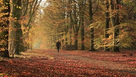 Autumn run Stock Footage 133867984