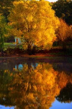 Autumn rustic forest landscape. Old tree reflecting in the water Stock Photos