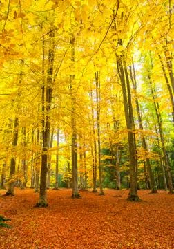 Autumn rustic forest landscape Stock Photos