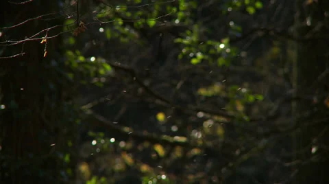 Autumn scene, bugs fly and catch the sunlight as they buzz around. Stock Footage 33059638