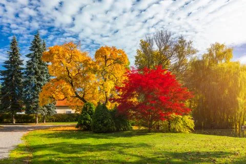 Autumn scene, fall,  red and yellow trees and leaves in sun light. Beautiful  Stock Photos